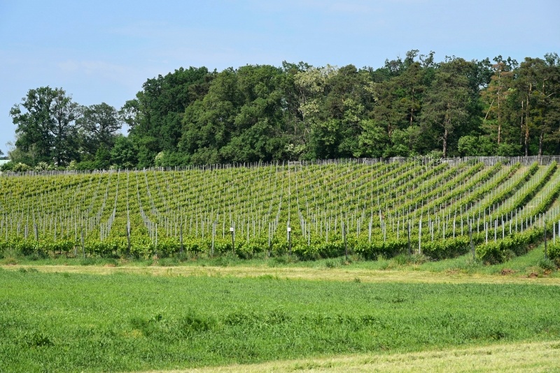 Kačina - vinice